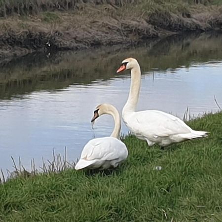 Delightful Cottage On The River Adur Close To Brighton & The Downs No Dogs Sorry Upper Beeding Ngoại thất bức ảnh